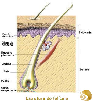 Folículo Piloso